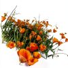 California Poppy Seeds Utopia Gourmet 0.2oz-4