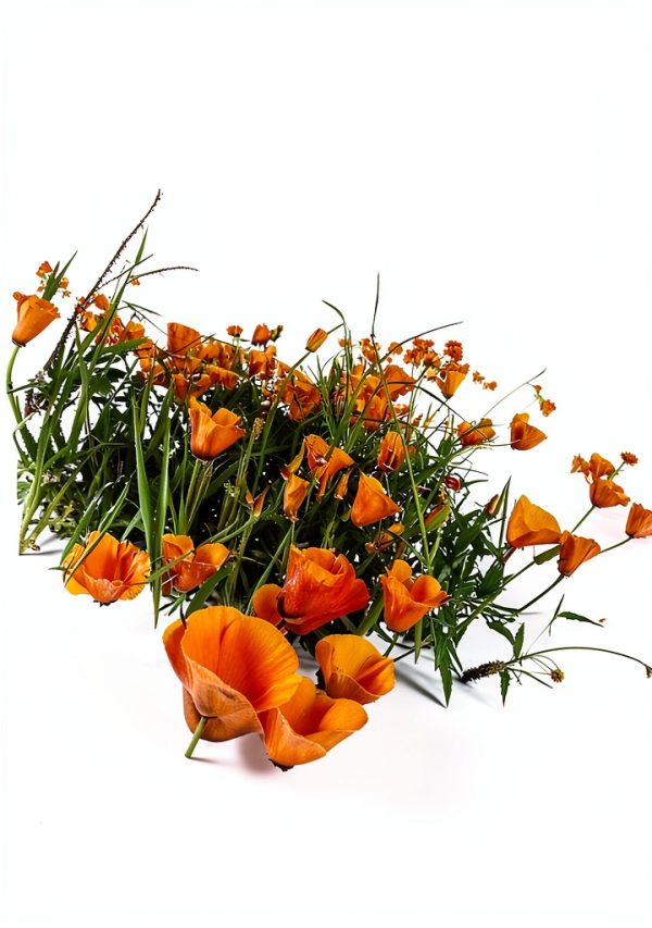 California Poppy Seeds Utopia Gourmet 0.2oz-4