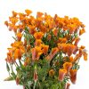 California Poppy Seeds Utopia Gourmet 0.2oz-1