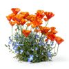 California Poppy Seeds Utopia Gourmet 0.2oz-3