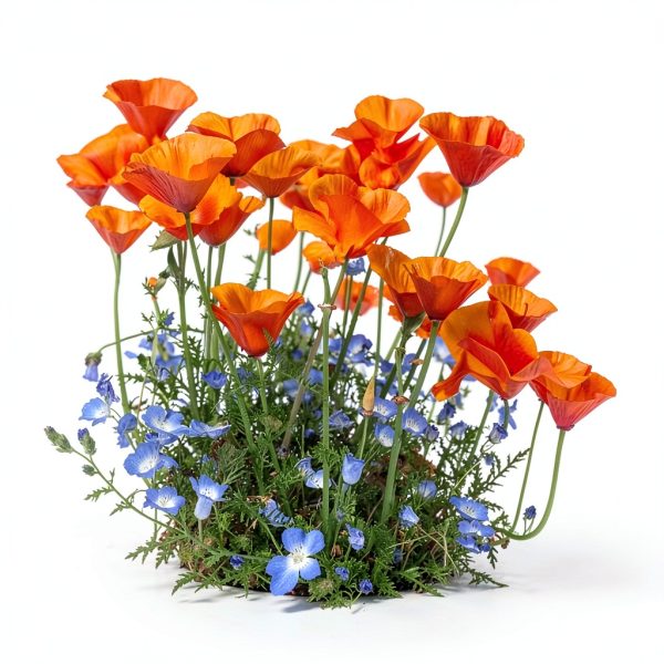California Poppy Seeds Utopia Gourmet 0.2oz-3