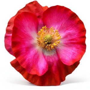 Texas Corn Poppy Mix Sherwoods Seeds Outdoor Pack-0
