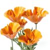 California Poppy Seeds Utopia Gourmet 0.2oz-0