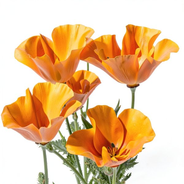 California Poppy Seeds Utopia Gourmet 0.2oz-0