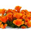California Poppy Seeds Utopia Gourmet 0.2oz-5