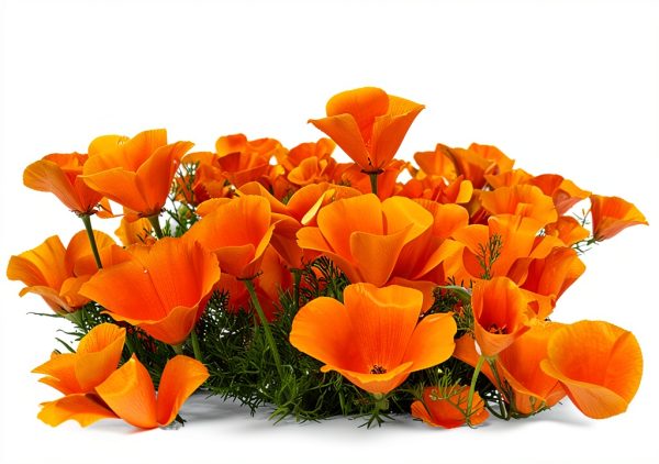 California Poppy Seeds Utopia Gourmet 0.2oz-5